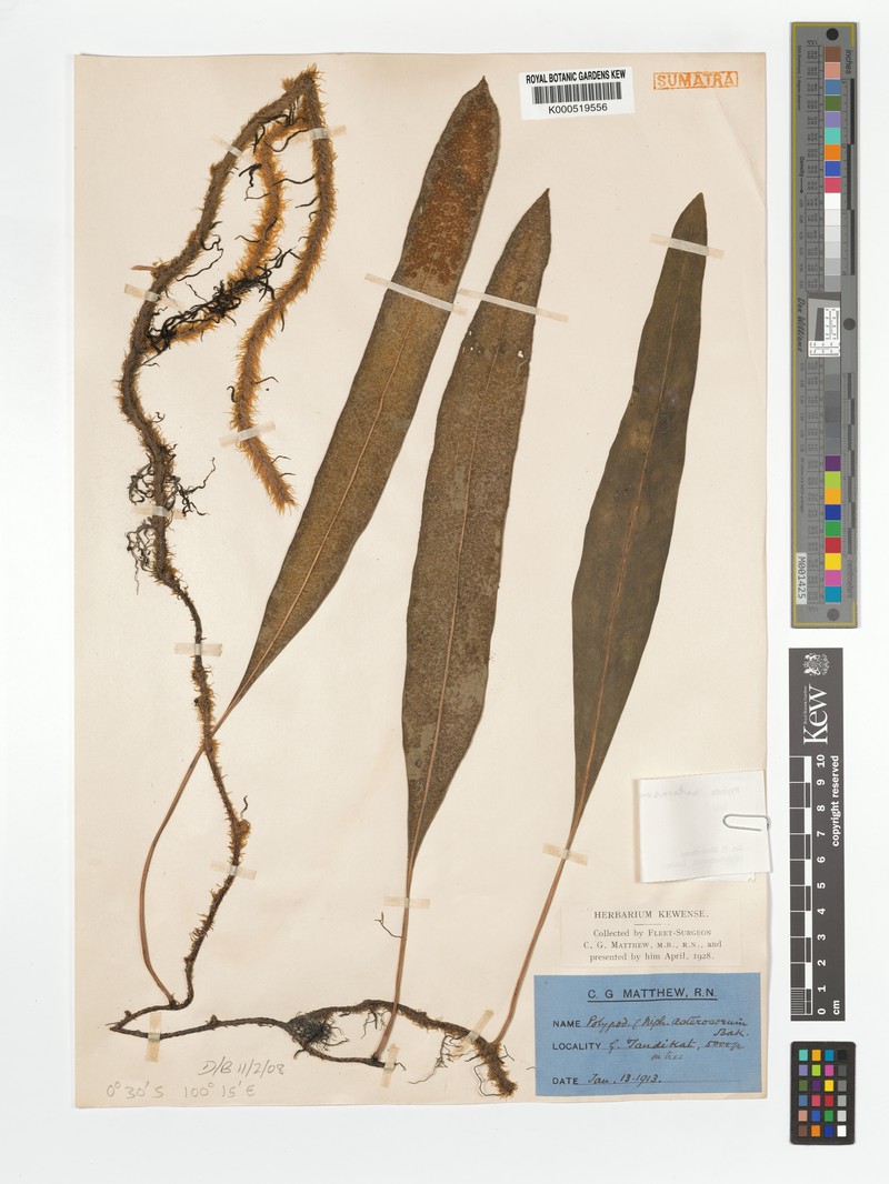 Pyrrosia asterosora photo 3