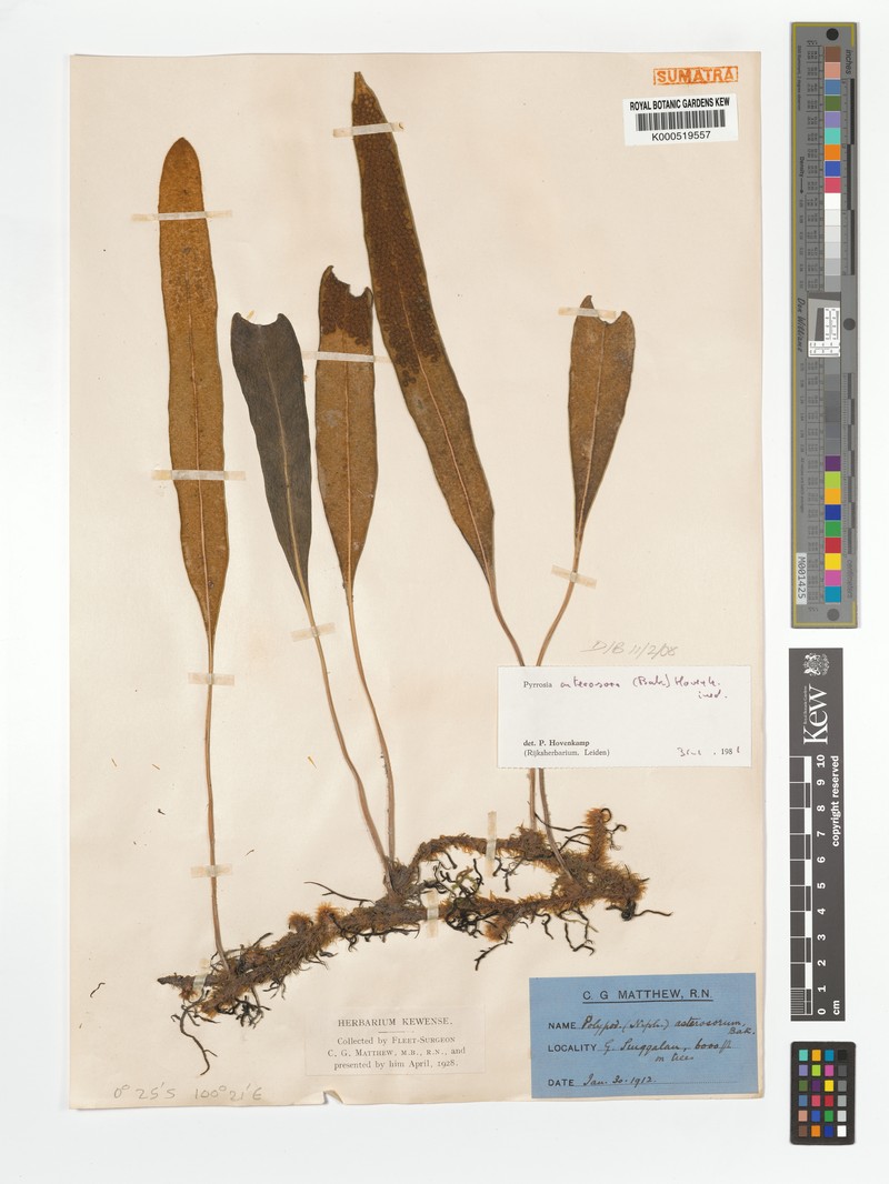 Pyrrosia asterosora photo 4
