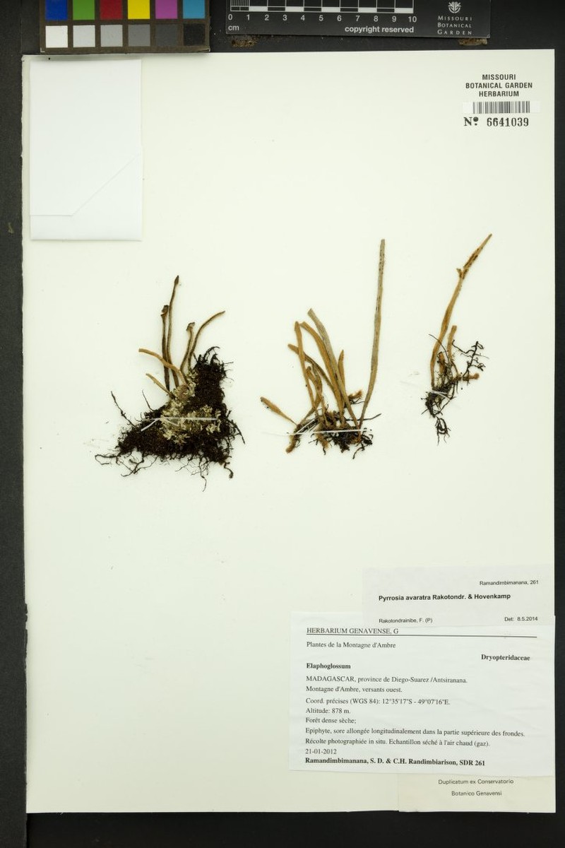 Pyrrosia avaratra
