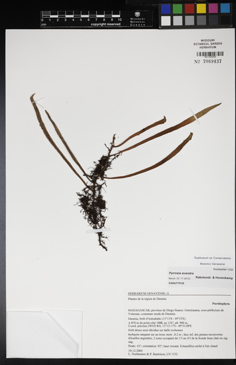 Pyrrosia avaratra photo 2