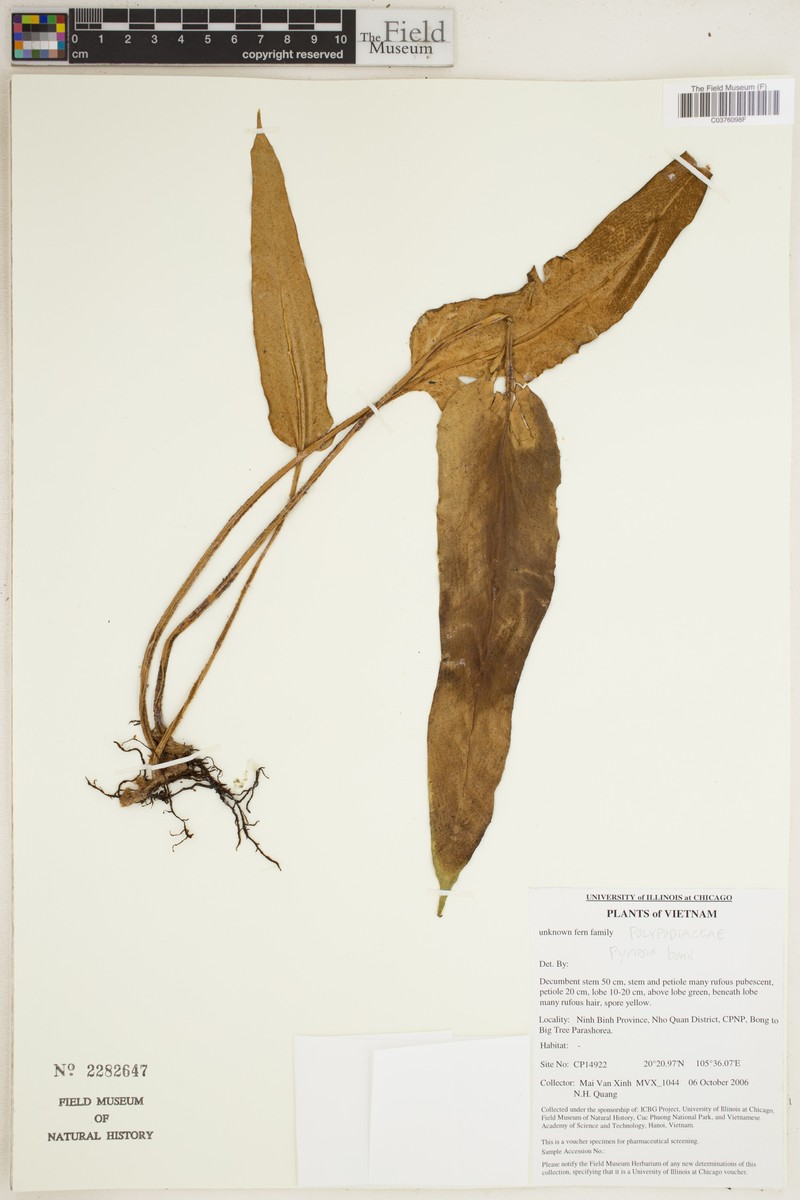 Pyrrosia bonii