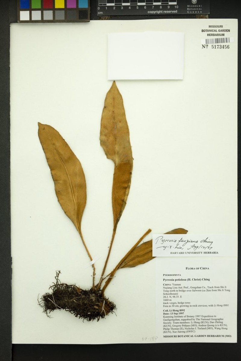 Pyrrosia boothii
