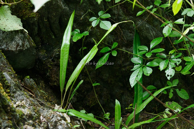Pyrrosia calvata