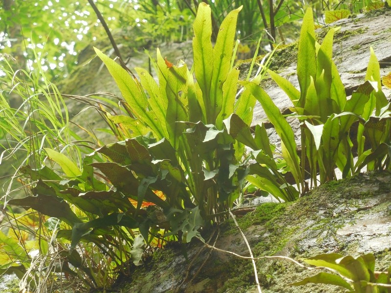 Pyrrosia calvata photo 2