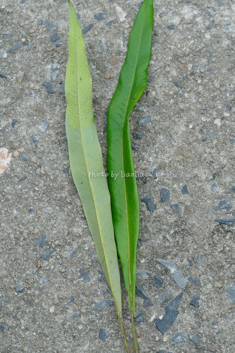 Pyrrosia calvata photo 3