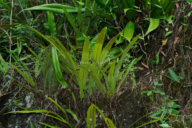 Pyrrosia calvata photo 4