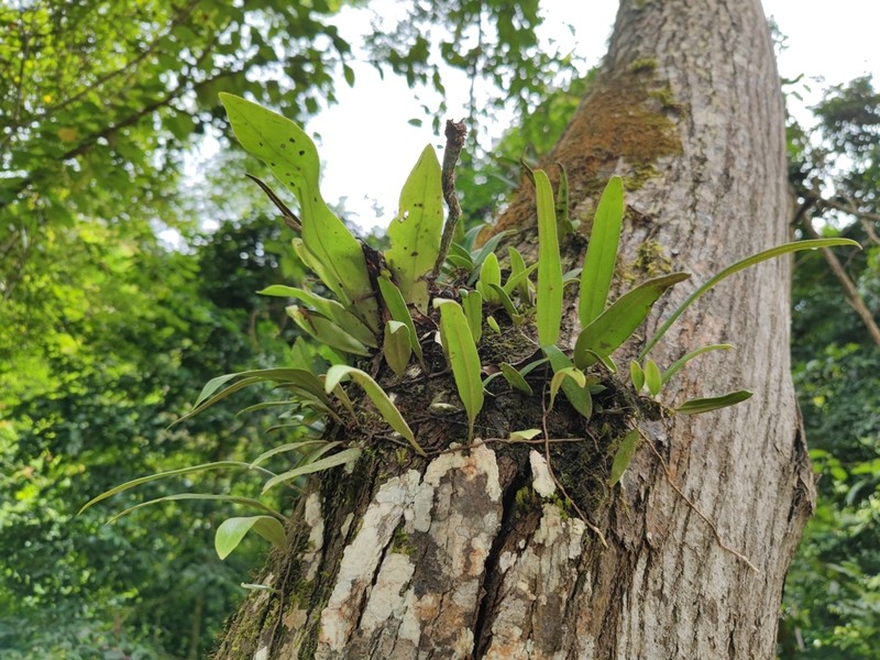 Pyrrosia calvata photo 5