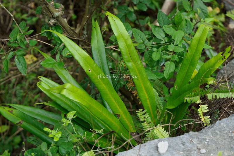 Pyrrosia calvata photo 6