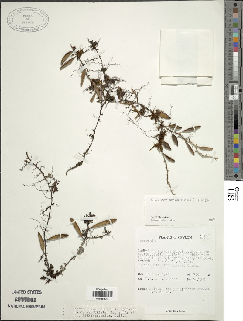 Pyrrosia ceylanica