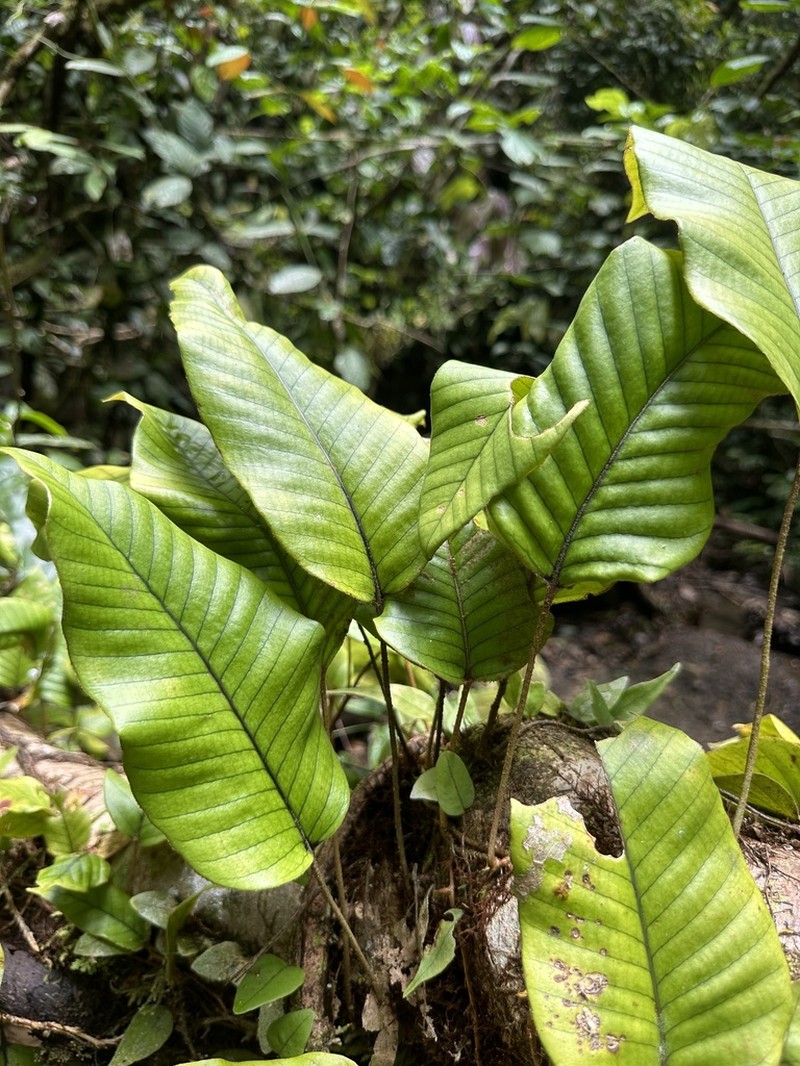 Pyrrosia christii
