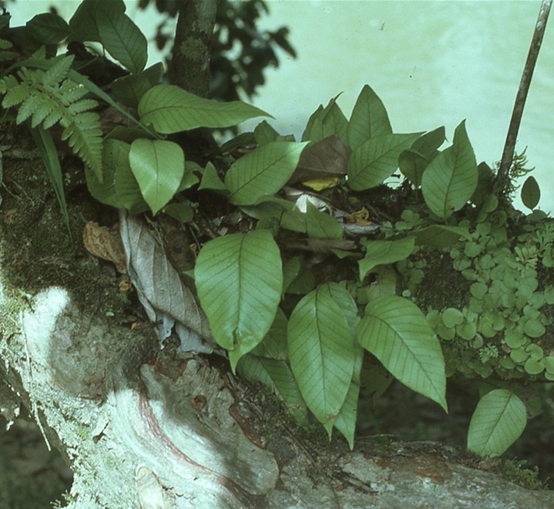 Pyrrosia christii photo 3