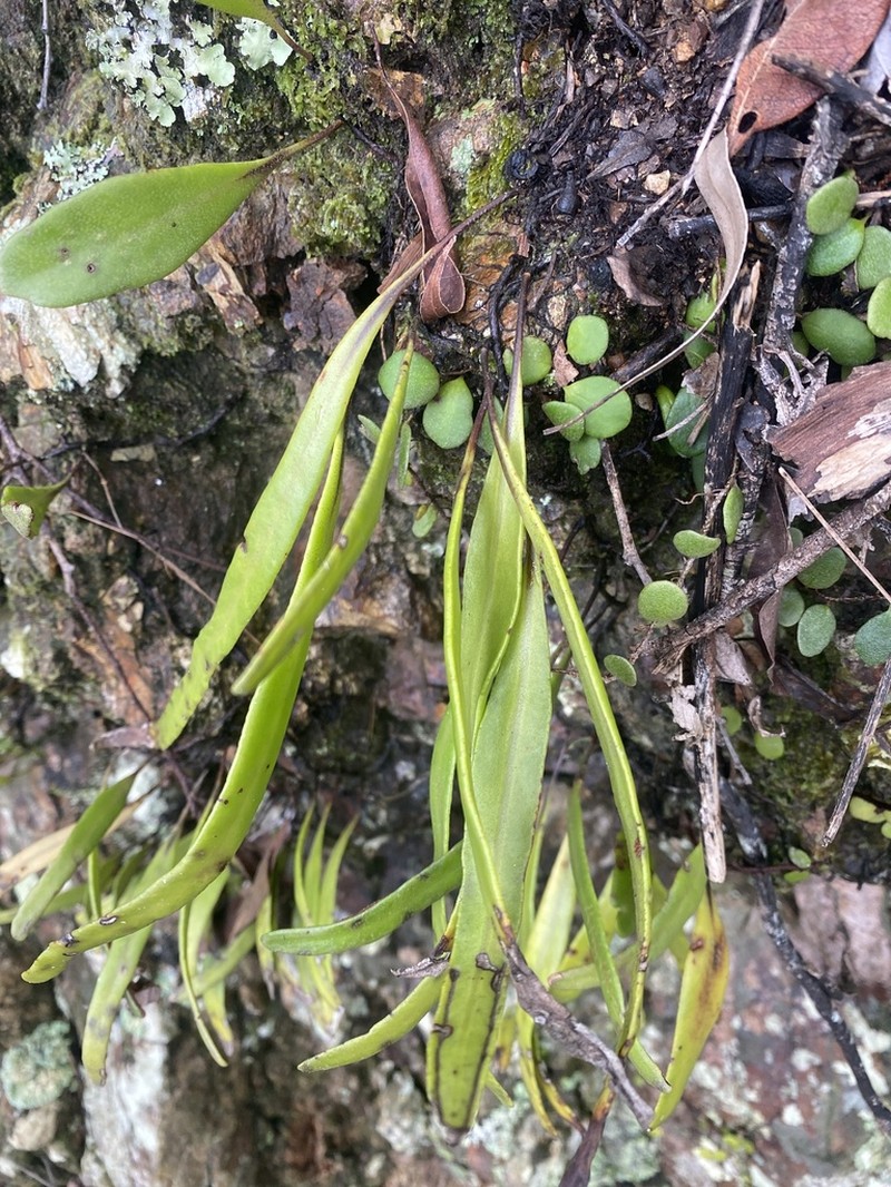 Pyrrosia confluens