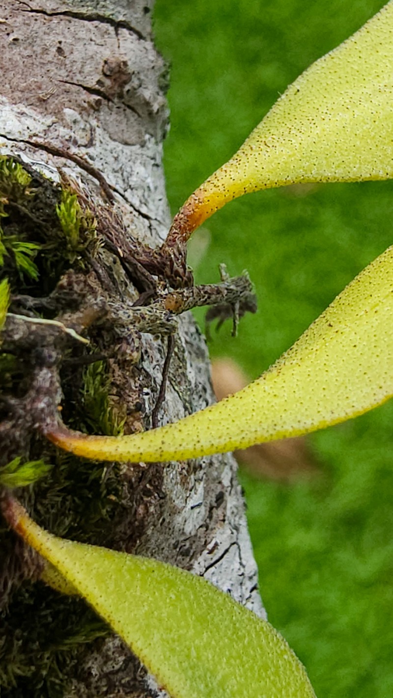 Pyrrosia confluens photo 3