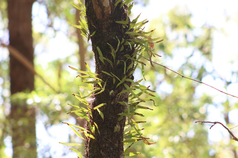 Pyrrosia confluens photo 5