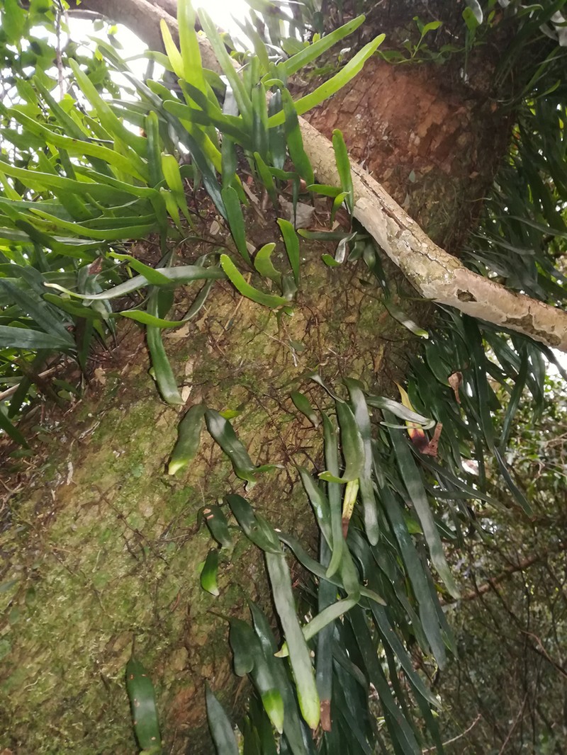 Pyrrosia confluens photo 6