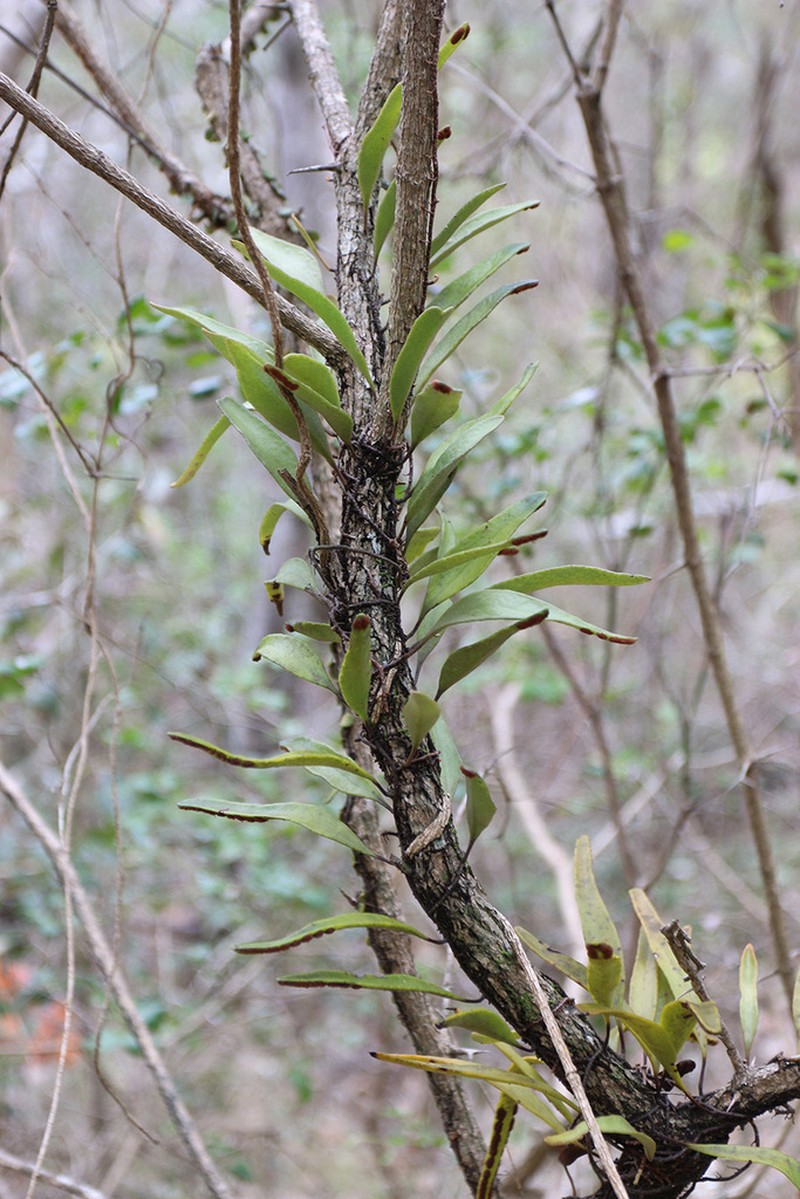 Pyrrosia confluens photo 7