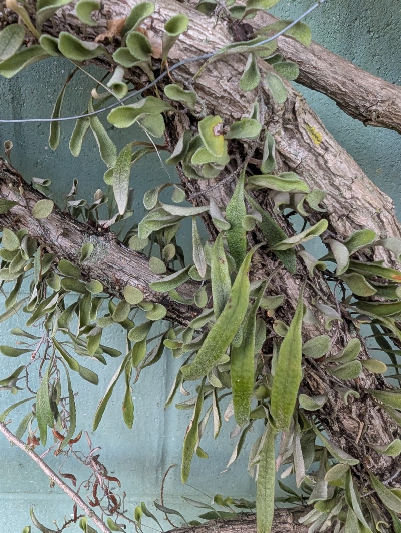 Pyrrosia confluens var. confluens