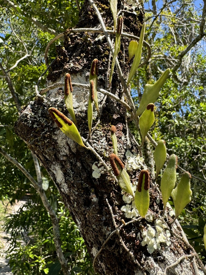 Pyrrosia confluens var. confluens photo 2