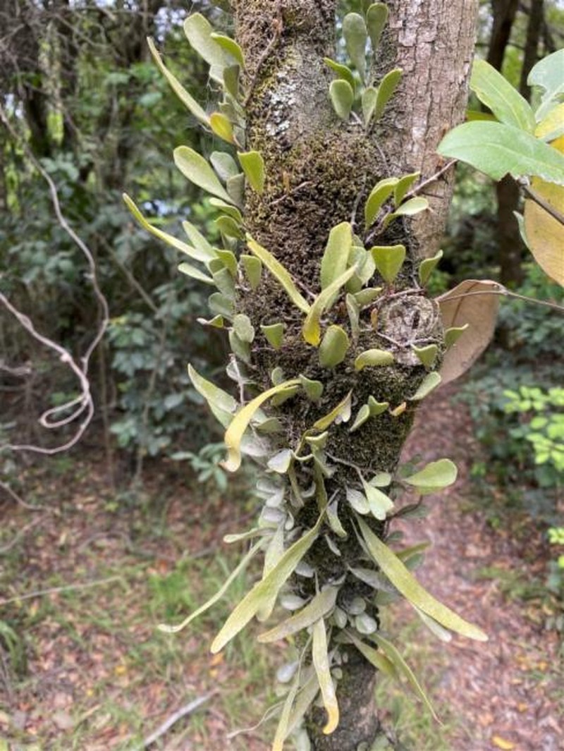 Pyrrosia confluens var. confluens photo 3