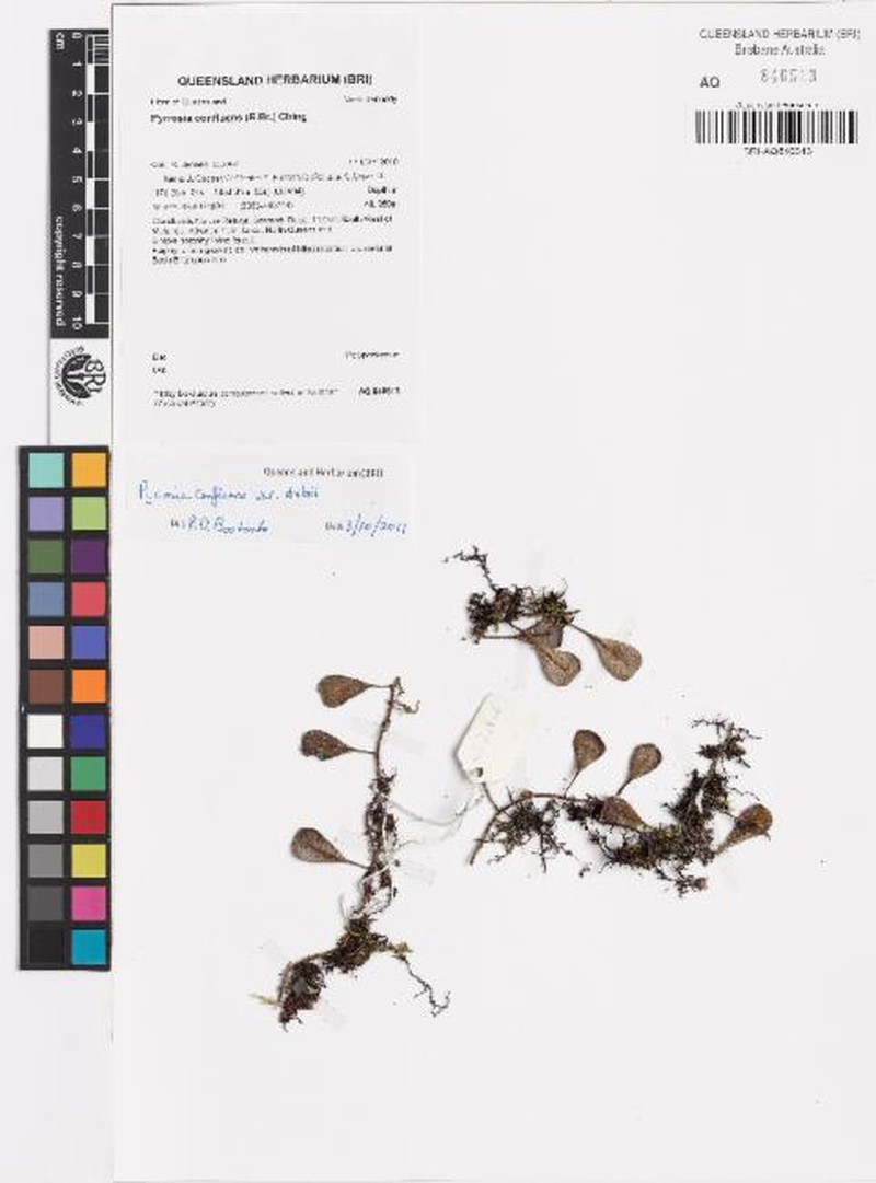 Pyrrosia confluens var. dielsii