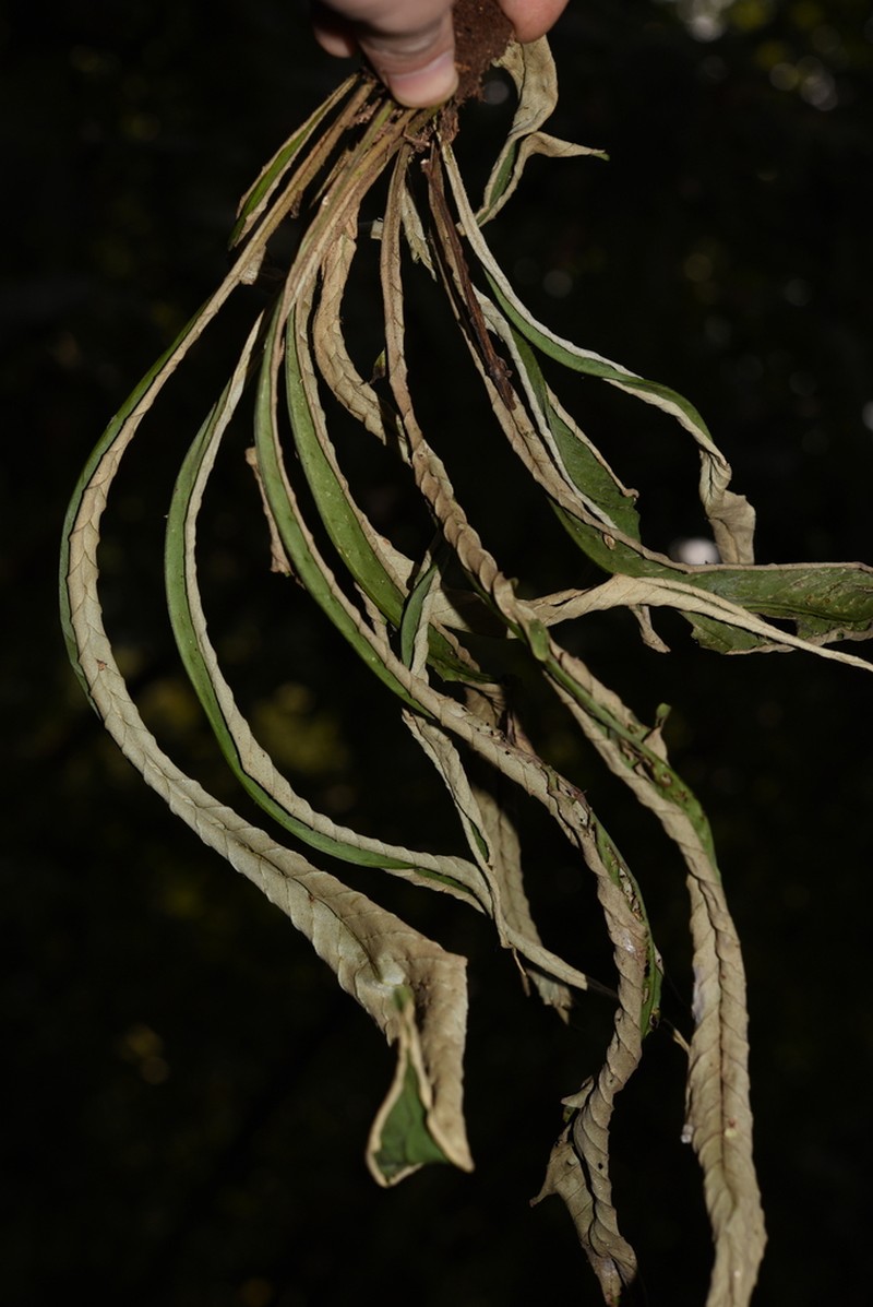 Pyrrosia costata