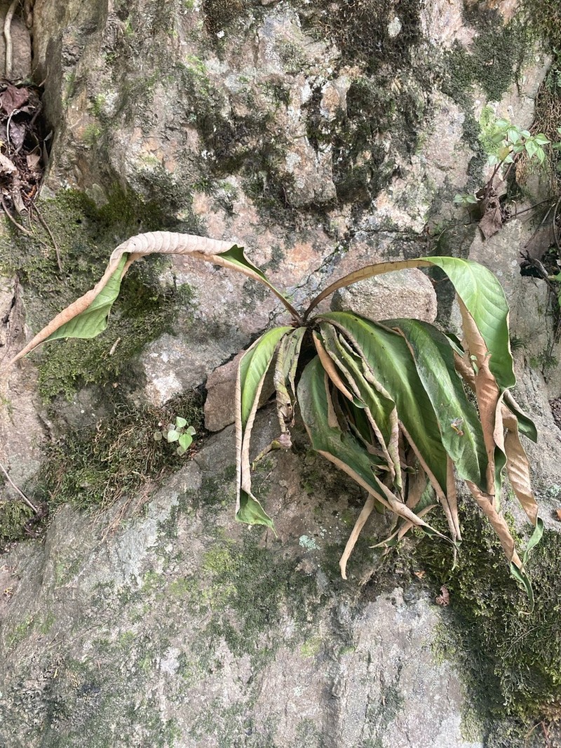 Pyrrosia costata photo 2