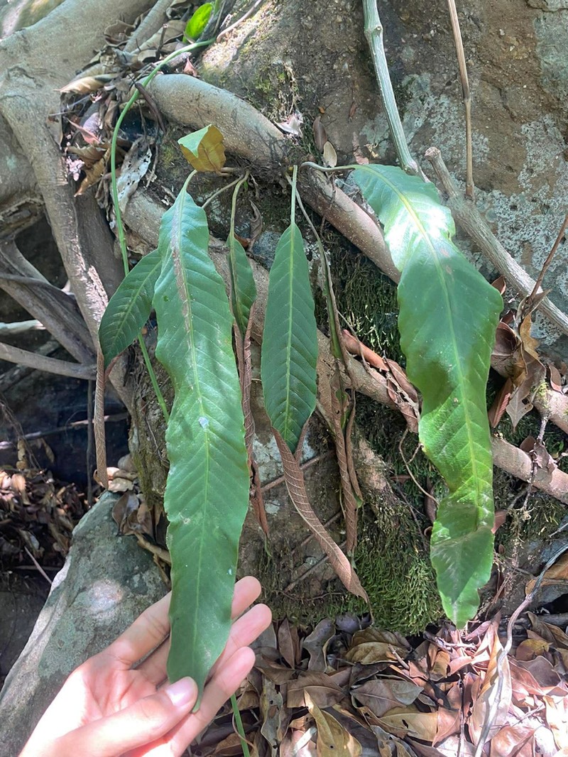 Pyrrosia costata photo 3