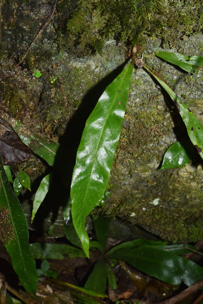 Pyrrosia costata photo 4
