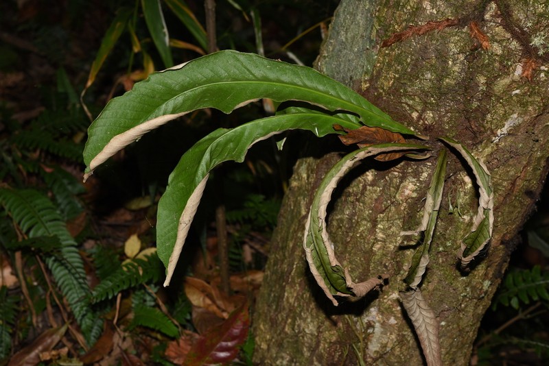 Pyrrosia costata photo 5