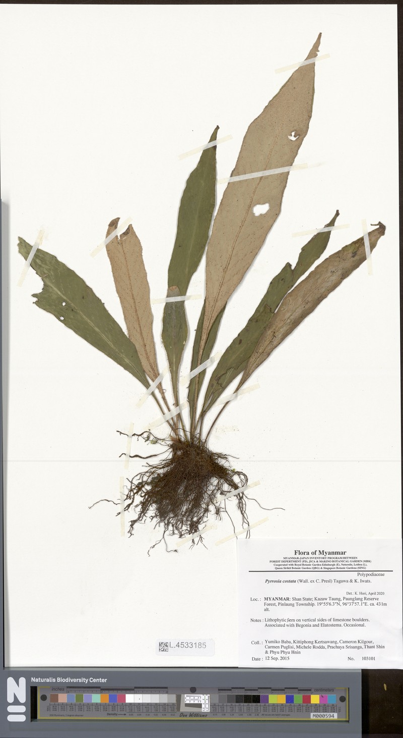 Pyrrosia costata photo 6
