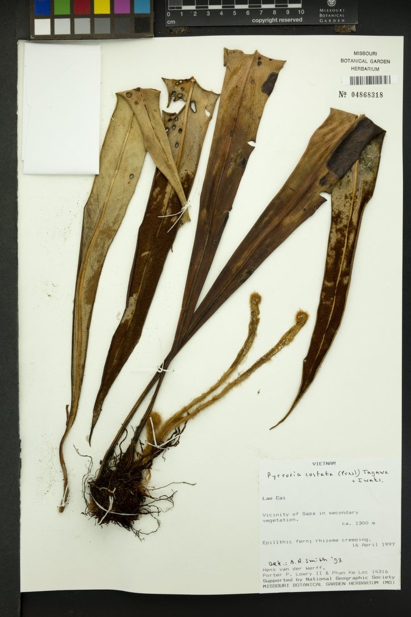 Pyrrosia costata photo 7