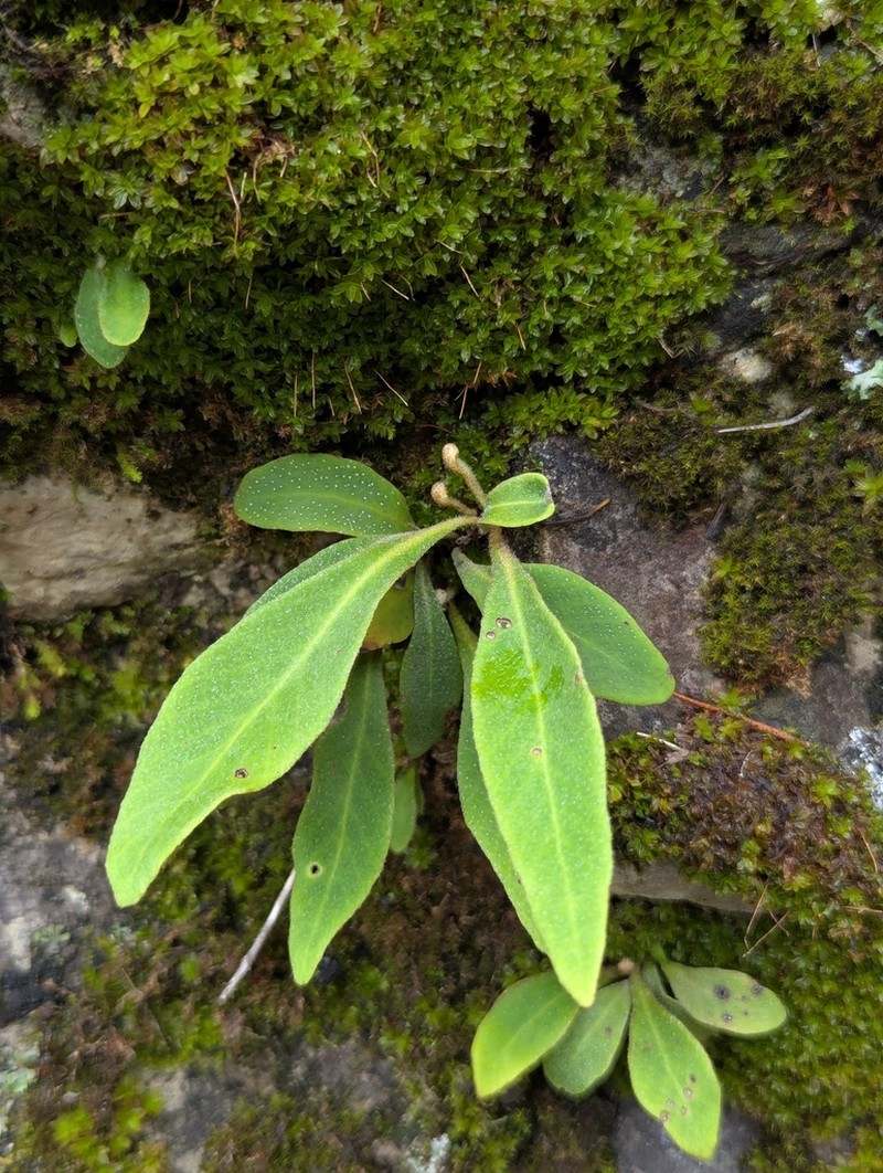 Pyrrosia davidii