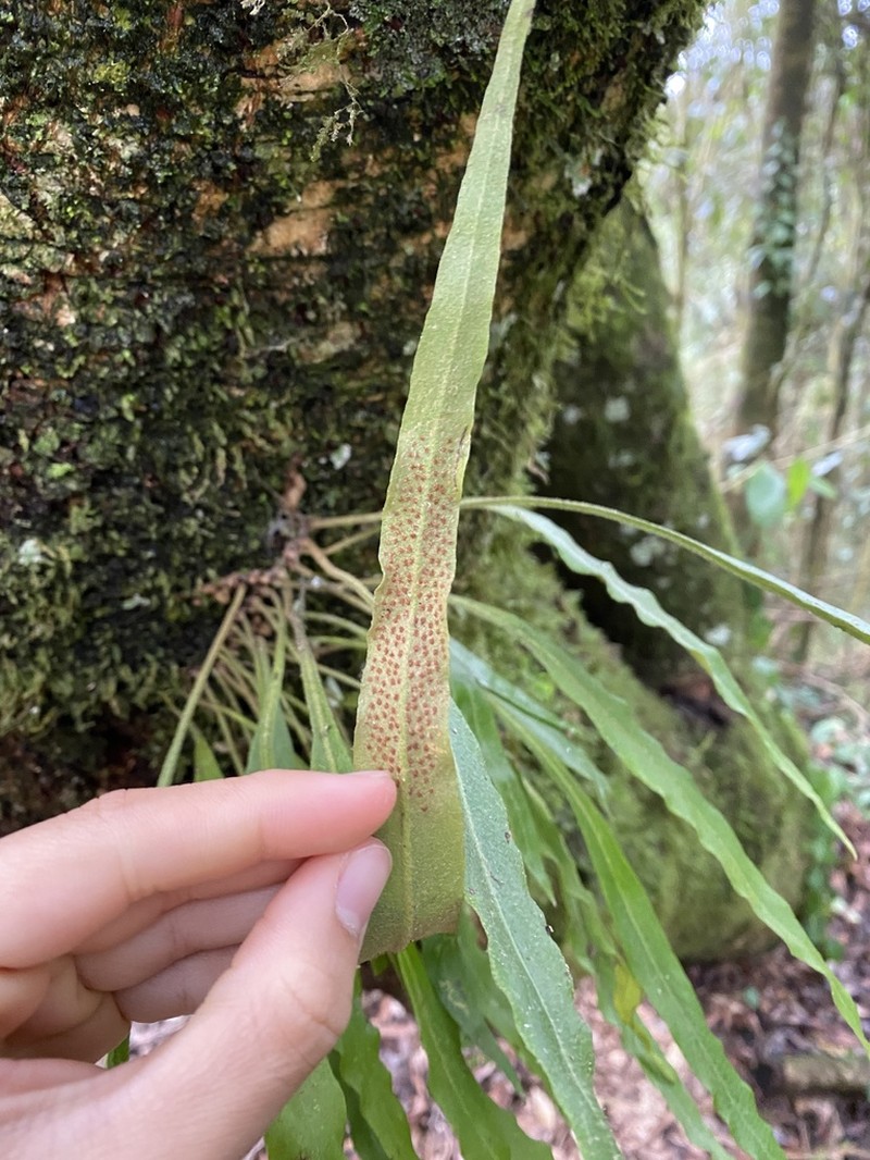 Pyrrosia davidii photo 2