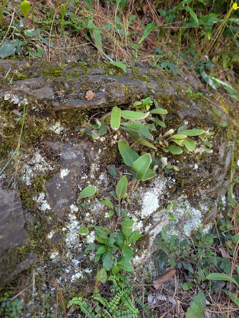 Pyrrosia davidii photo 3