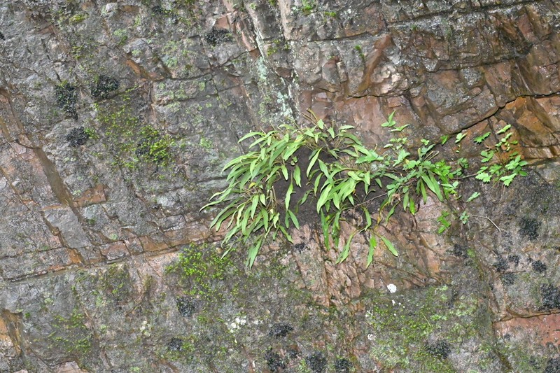 Pyrrosia davidii photo 4