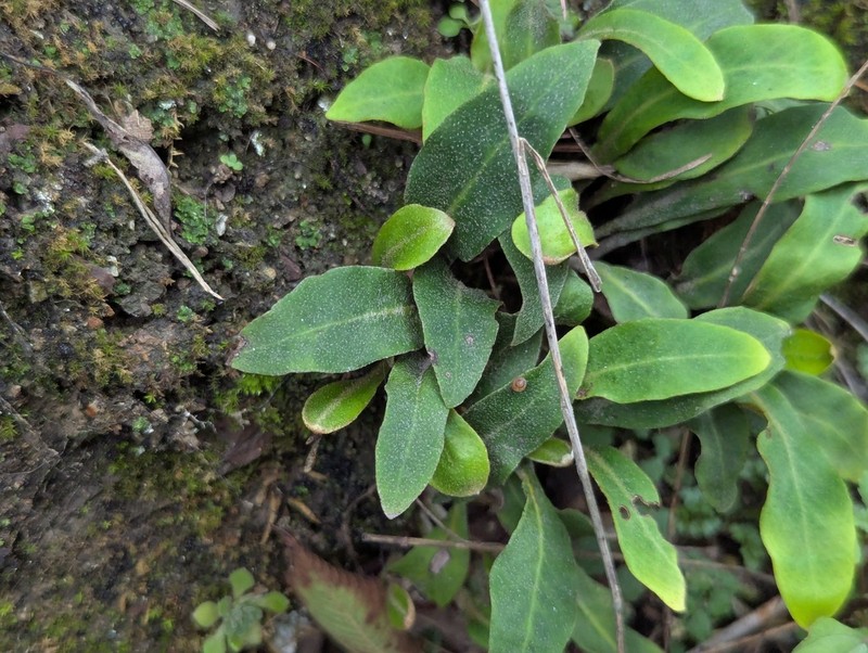 Pyrrosia davidii photo 5