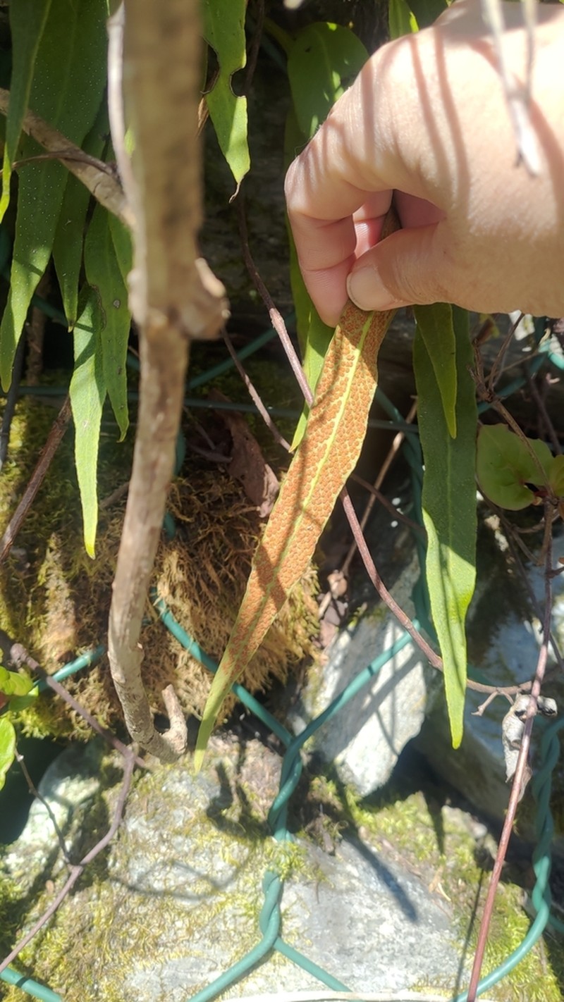 Pyrrosia davidii photo 6