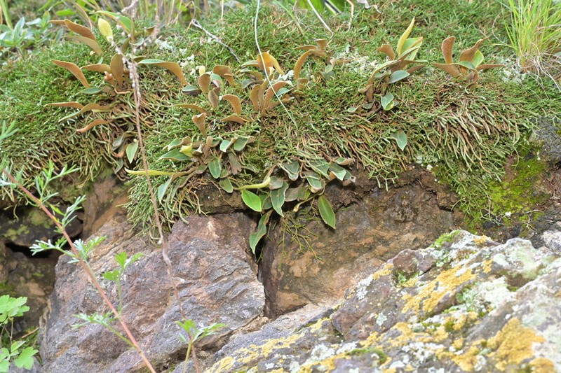 Pyrrosia davidii photo 7