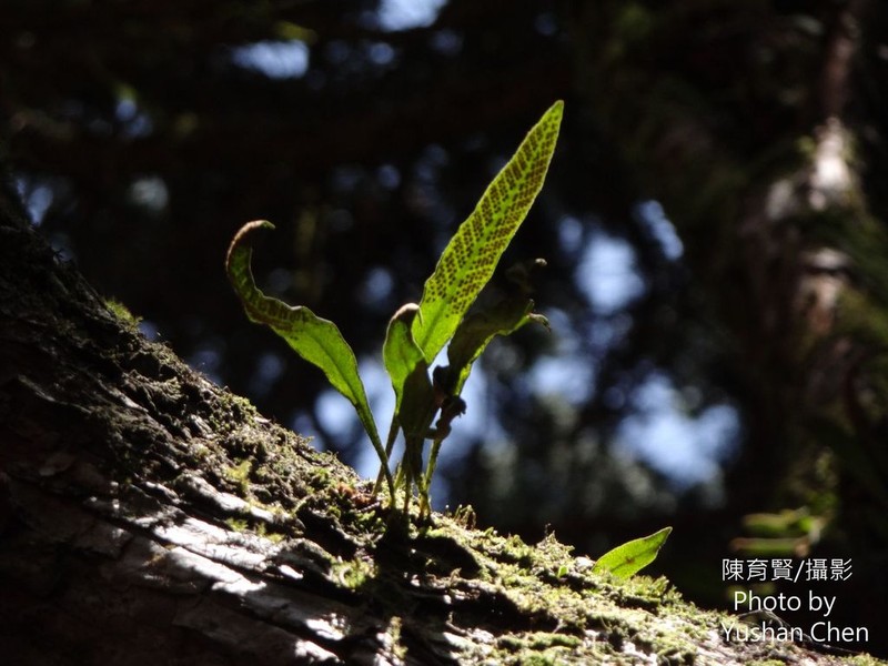 Pyrrosia davidii photo 8