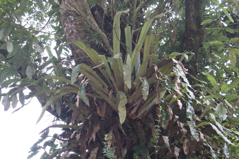 Pyrrosia distichocarpa