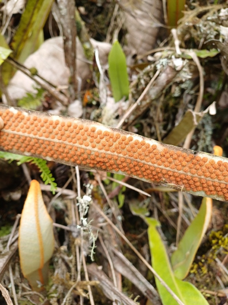 Pyrrosia distichocarpa photo 2