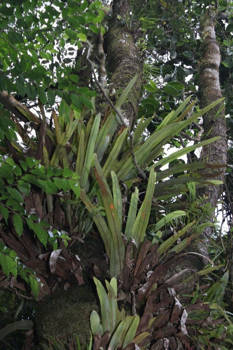 Pyrrosia distichocarpa photo 3