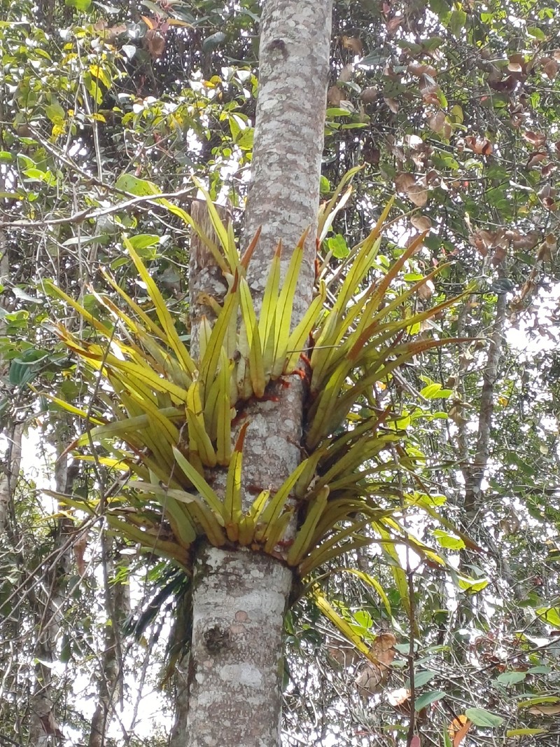 Pyrrosia distichocarpa photo 6