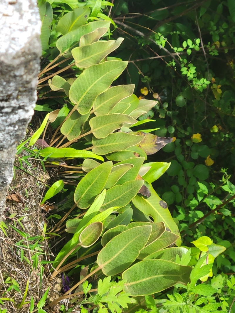 Pyrrosia drakeana