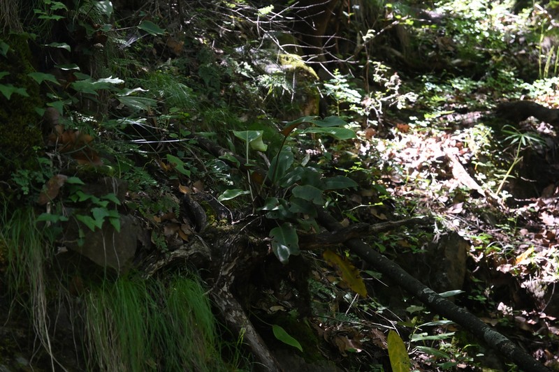 Pyrrosia drakeana photo 3