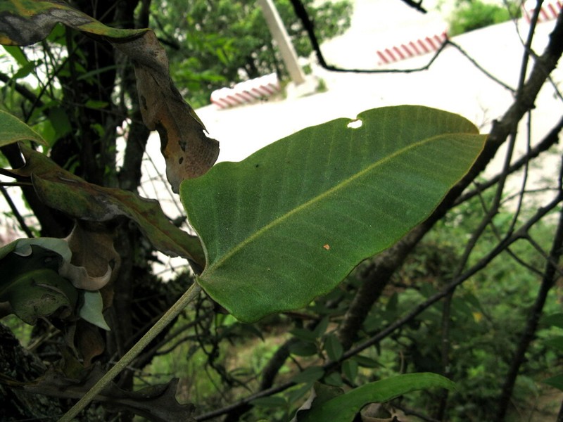 Pyrrosia drakeana photo 6