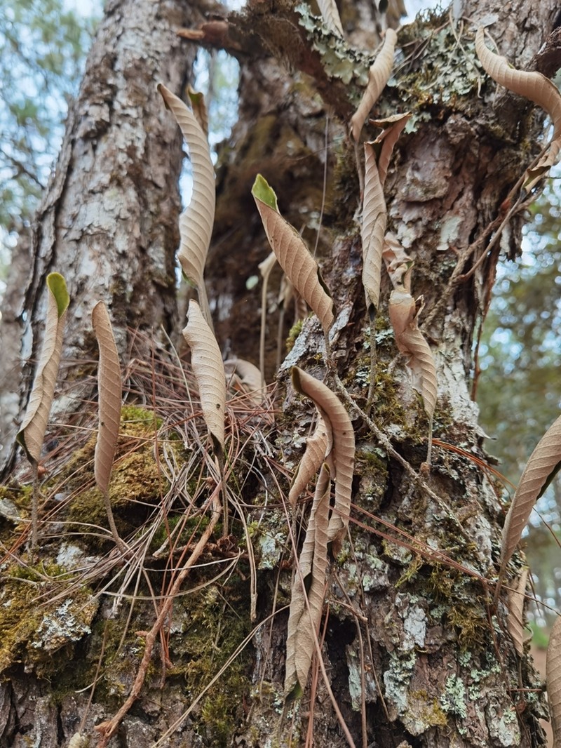 Pyrrosia eberhardtii