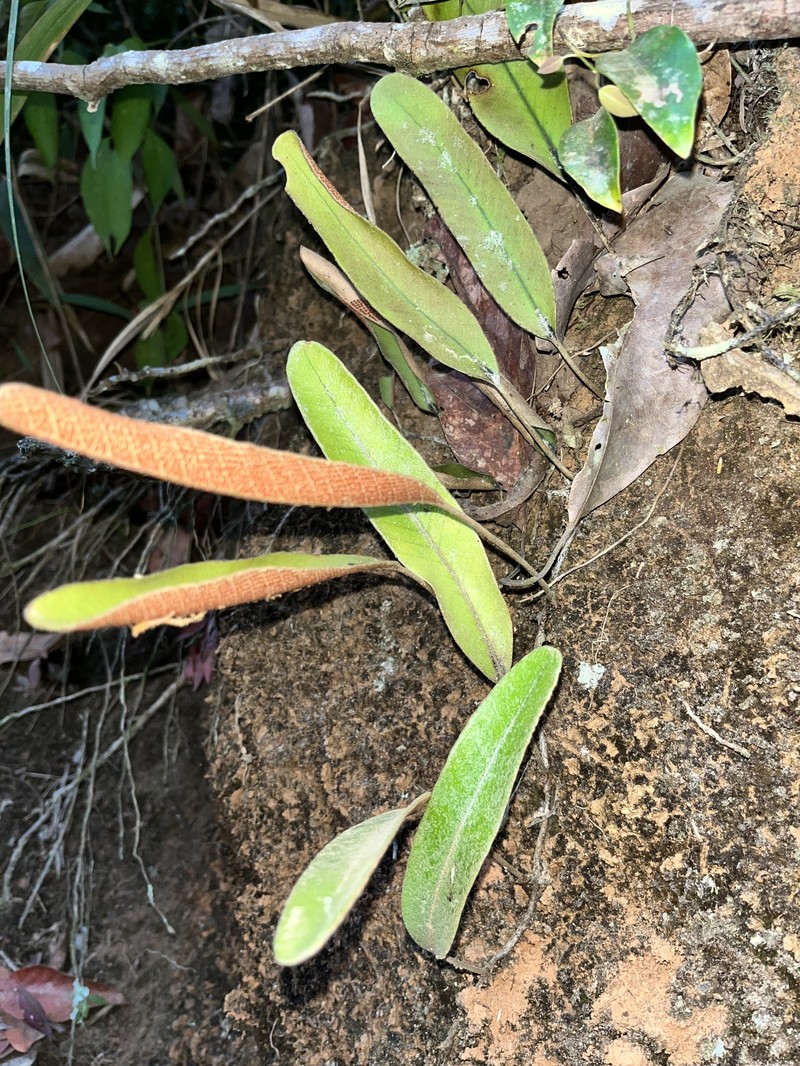 Pyrrosia eberhardtii photo 4