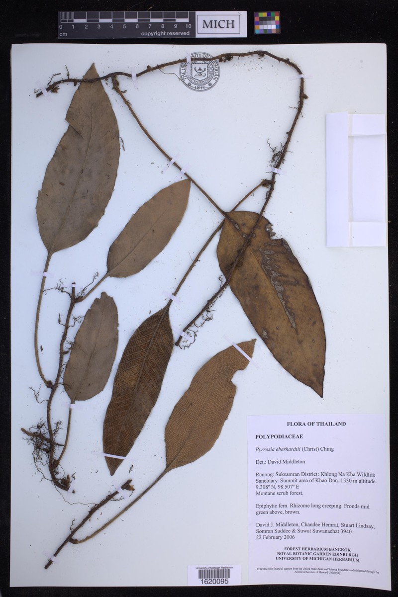 Pyrrosia eberhardtii photo 5