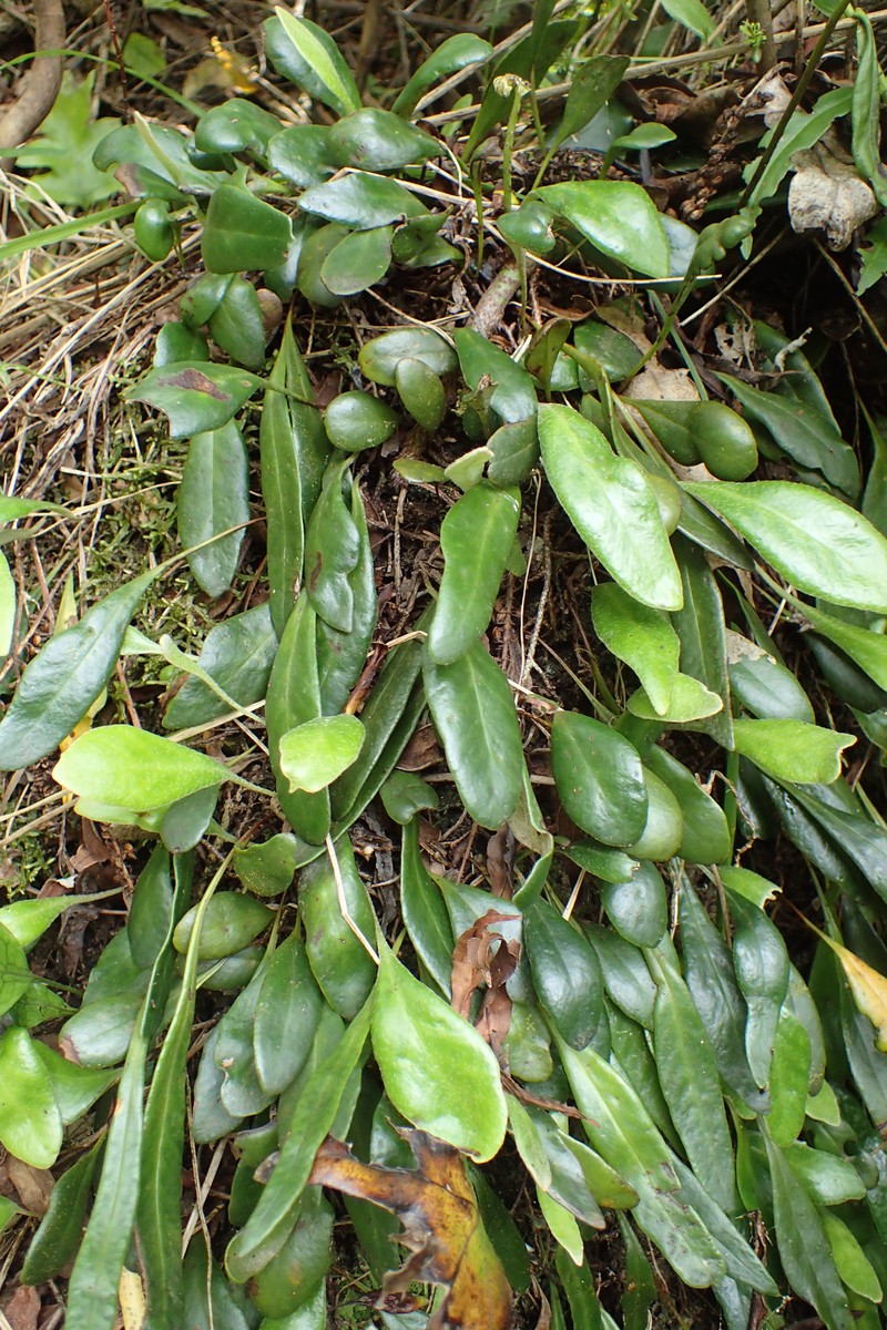 Pyrrosia eleagnifolia